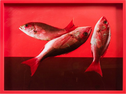 Elad Lassry, Red Snapper, 2010. C-print, 27,9x35,6 cm.
