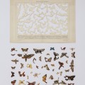 Gianluca Quaglia, Il luogo delle farfalle nostrali, 2015, intagli su tavola entomologica di fine Ottocento, 50x28cm